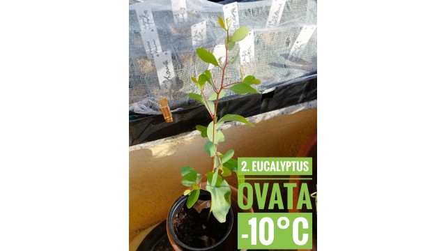 Eucalyptus ovata