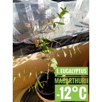 Eucalyptus macarthurii