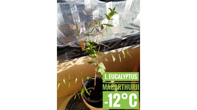 Eucalyptus macarthurii