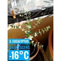 Eucalyptus glaucescens
