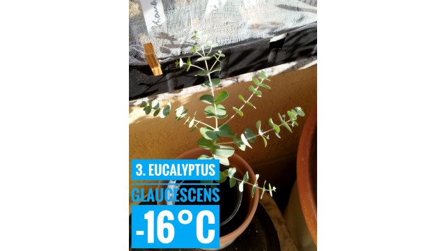 Eucalyptus glaucescens