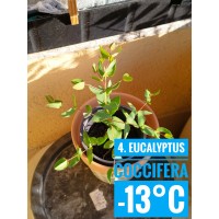 Eucalyptus coccifera