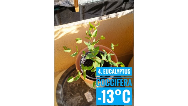 Eucalyptus coccifera Eucalyptus coccifera