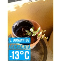 Eucalyptus aggregata