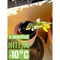 Eucalyptus nitens