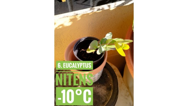 Eucalyptus nitens