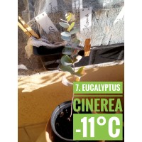 Eucalyptus cinerea