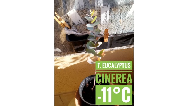 Eucalyptus cinerea Eucalyptus cinerea