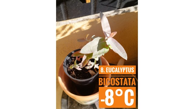 Eucalyptus bicostata Eucalyptus bicostata