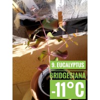 Eucalyptus bridgesiana