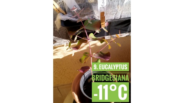 Eucalyptus bridgesiana Eucalyptus bridgesiana