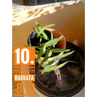 Eucalyptus radiata