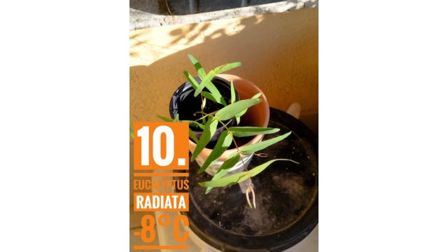 Eucalyptus radiata