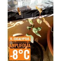 Eucalyptus amplifolia