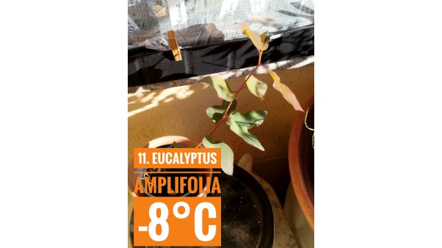 Eucalyptus amplifolia Eucalyptus amplifolia