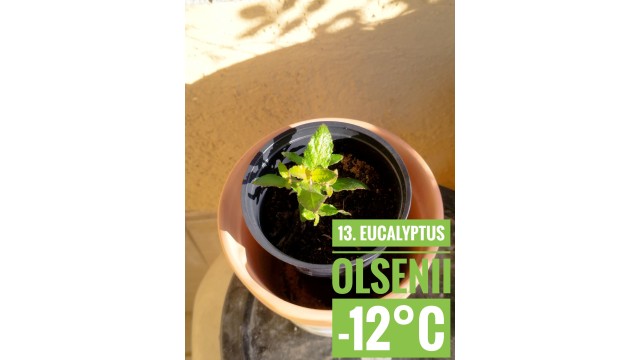 Eucalyptus olsenii
