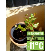 Eucalyptus johnstonii