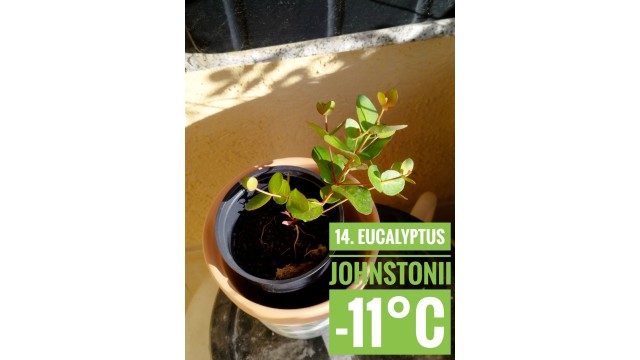 Eucalyptus johnstonii