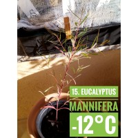 Eucalyptus mannifera