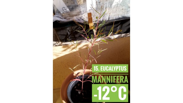 Eucalyptus mannifera
