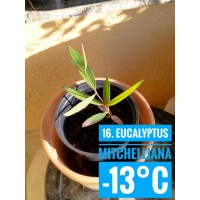 Eucalyptus mitchelliana