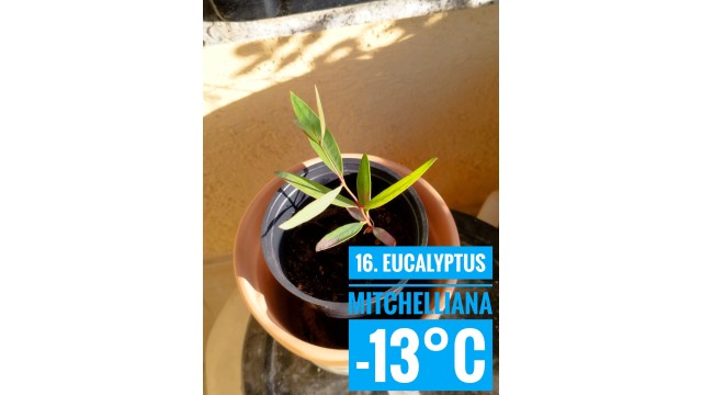 Eucalyptus mitchelliana