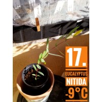 Eucalyptus nitida
