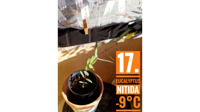 Eucalyptus nitida