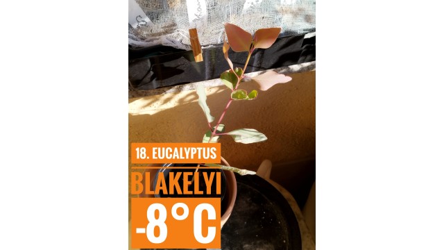 Eucalyptus blakelyi Eucalyptus blakelyi
