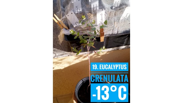 Eucalyptus crenulata Eucalyptus crenulata