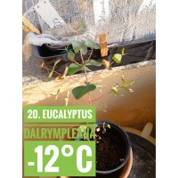 Eucalyptus dalrympleana