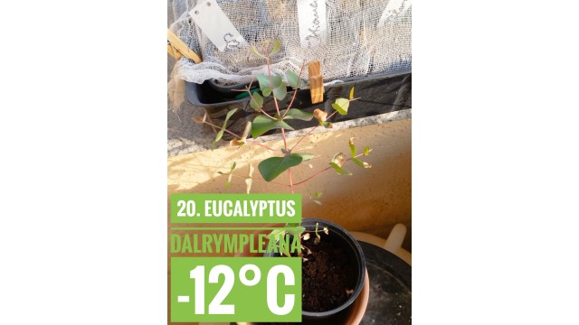 Eucalyptus dalrympleana Eucalyptus dalrympleana