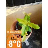 Eucalyptus piperita