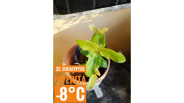 Eucalyptus piperita