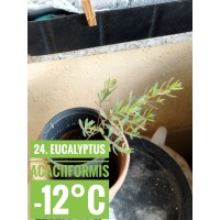 Eucalyptus acaciiformis
