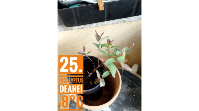 Eucalyptus deanei Eucalyptus deanei