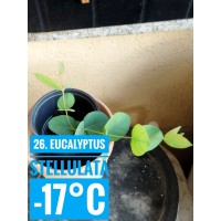 Eucalyptus stellulata