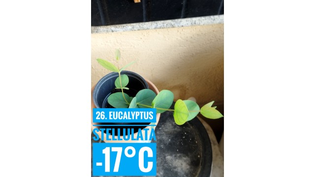 Eucalyptus stellulata