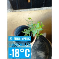 Eucalyptus subcrenulata