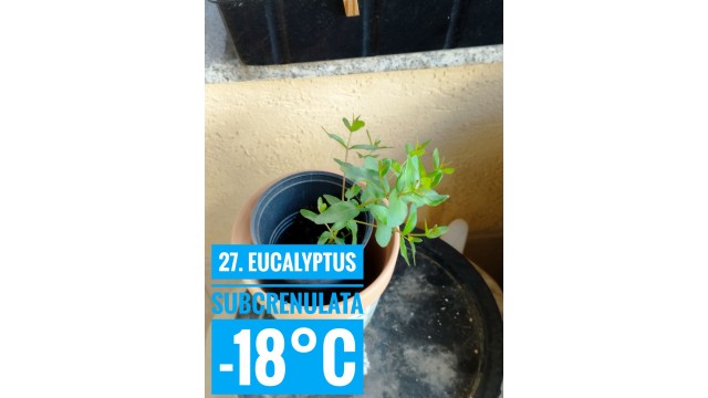 Eucalyptus subcrenulata