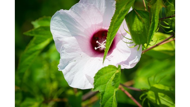 Hibiscus laevis