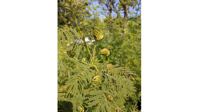 Desmanthus illinoensis Desmanthus illinoensis