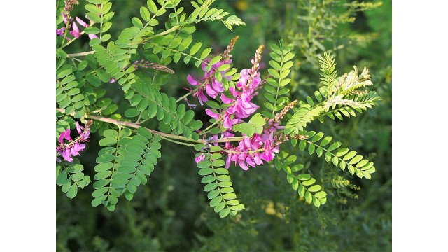 Indigofera gerardiana