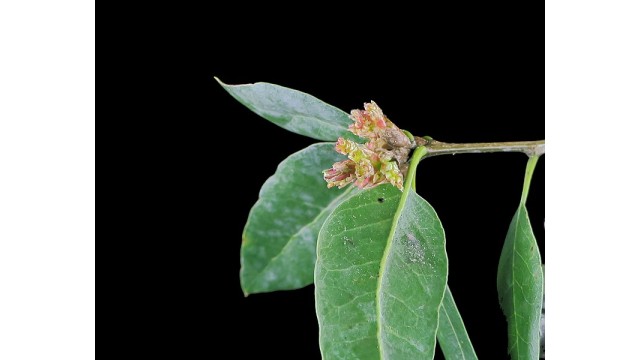 Quercus parvula