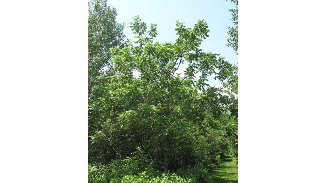 Juglans cinerea Juglans cinerea