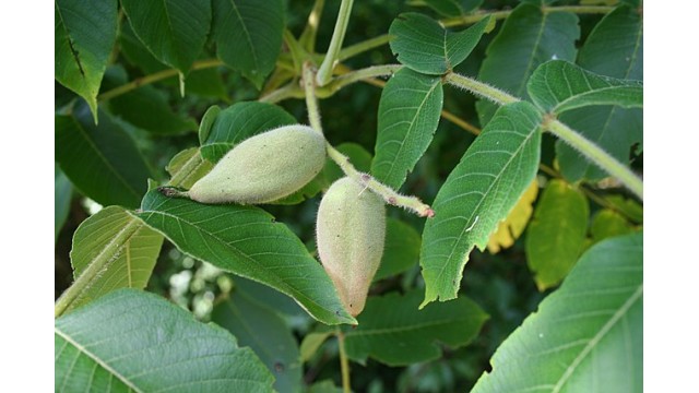 Juglans mandshurica