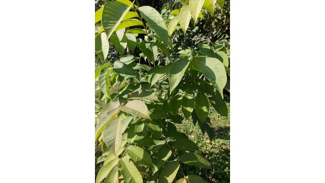 Rhus verniciflua