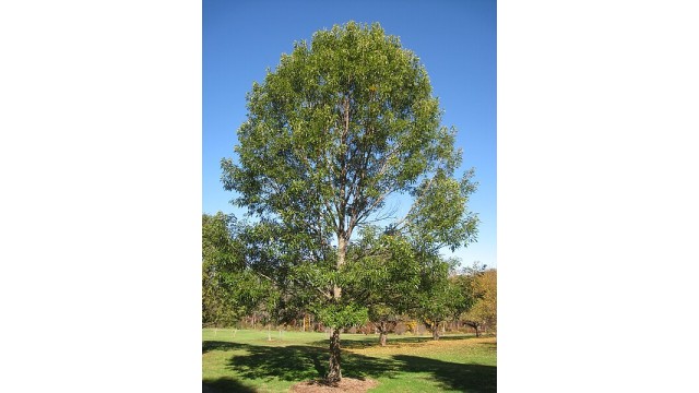 Quercus acutissima