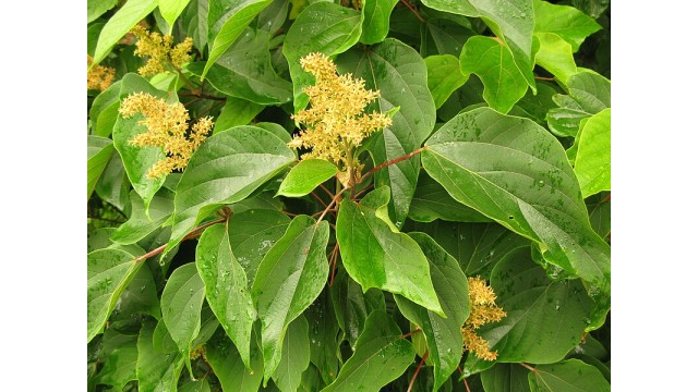 Mallotus japonicus