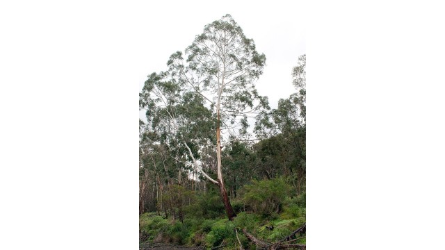 Eucalyptus viminalis